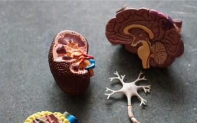 TBI, PTSD and forgiveness (Wendy Smeets)